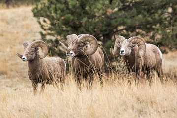 Big Boys Club-Bighorn Rams