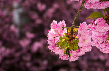 beautiful spring background. pink Sakura flowers closeup on a branch. blurred background of blossoming garden in springtime