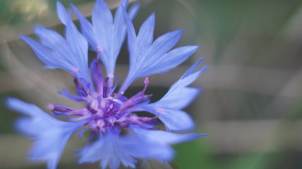 Blue corn flowers