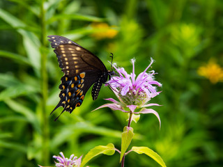 Spicebush Swallowtail Butterfly on a Flower, Green, Pink