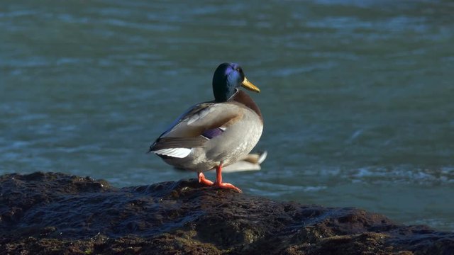 Ducks are sitting on a rock in the sea
