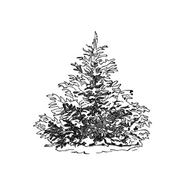 Hand drawn trees. Sketch Drawing illustration vector