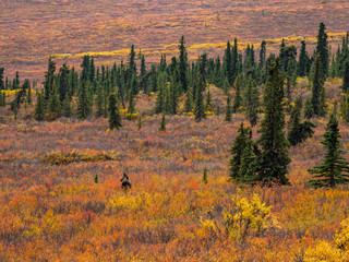 Moose Walking in Autumn Tundra, Denali National Park