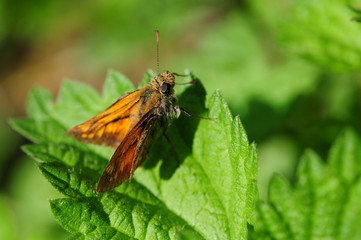 Large skipper (Ochleodes sylvanus)