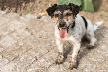 cute little dirty dog outside in the garden - Jack Russell Terrier