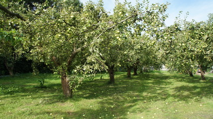 Fototapeta na wymiar Apple plantation