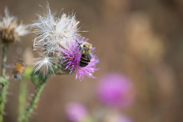 Bumble Bee on Purple Wild Flower and Milkweed Silk