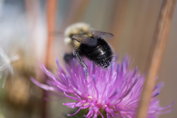 Bumble Bee on Purple Wild Flower Pollen Rear End