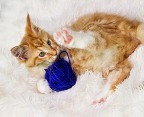 Fototapeta na wymiar small red striped kitty Maine Coon with a tangle of threads