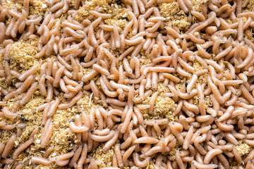 white maggots. large pile of worms. fishing lure