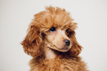 Poodle with Golden Brown Fur on a white background
