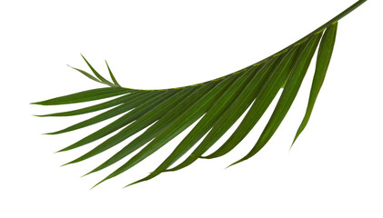 Green leaves of palm tree isolated on white background