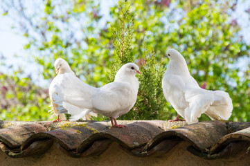 White doves in the garden