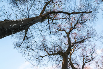Branches of trees against the blue sky