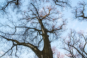 Branches of trees against the blue sky