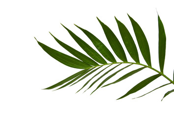 Green leaves of palm tree isolated on white background