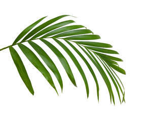 Green leaves of palm tree isolated on white background