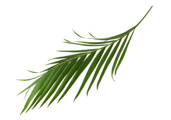 Green leaves of palm tree isolated on white background