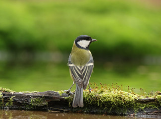 Obraz premium Great tit on a branch in the pond