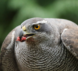 Goshawk closeup eating pigeon