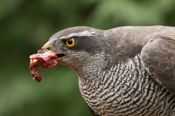Goshawk eating prey