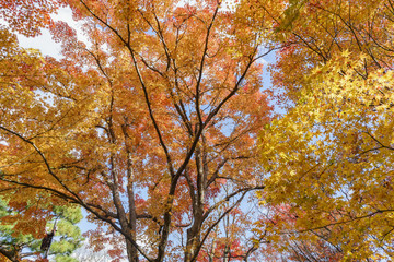 Beautiful fall color of Jojakko-Ji