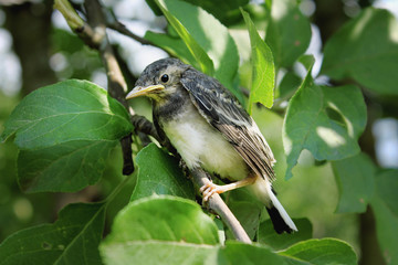 chick on a branch