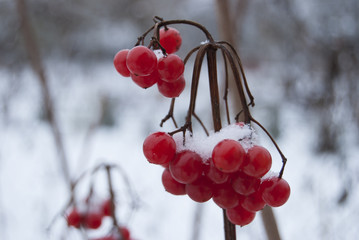 A branch of ripe berries of the Kalina, covered with snow