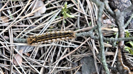 Brown caterpillar