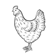 hen bird illustration