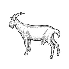 Goat farm animal