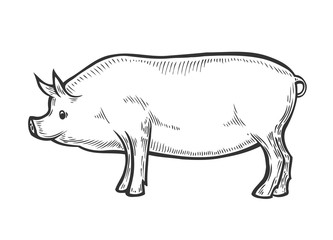 Pig farm animal livestock.