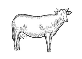 Cow animal Hand drawn
