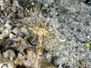 Fototapeta premium Coral texture