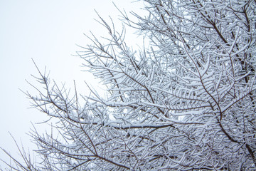 Fototapeta na wymiar TREE BRANCHES COVERED BY SNOW