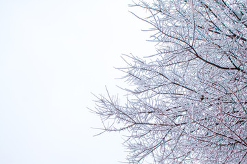 TREE BRANCHES COVERED BY SNOW