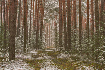 Początek zimy. Pierwszy śnieg. © boguslavus