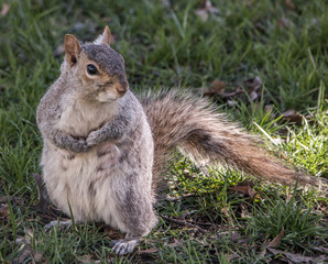 Happy fat squirrel