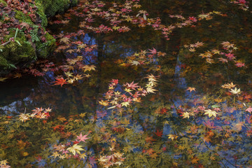 Beautiful fall color of Jojakko-Ji