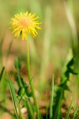 Dandelion flower on nature background in the forest. Springtime, yellow flowers