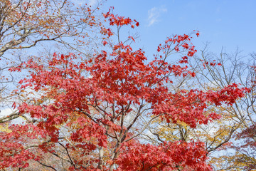 Beautiful fall color of Jojakko-Ji