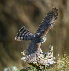 Sperber - Weibchen im Flug, Accipiter nisus