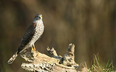 Sperber - Weibchen, Accipiter nisus