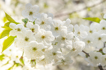 Obraz premium Close up of the blooming branch of the fruit tree. Spring blossoming of cherry. Japan. Spring flowers