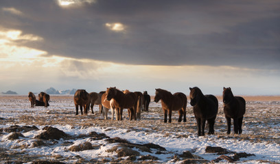 Icelandic horses at sunset