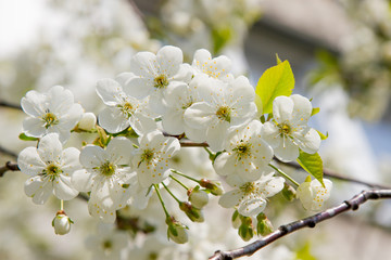 Close up of the blooming branch of the fruit tree. Spring blossoming of cherry. Japan. Spring flowers