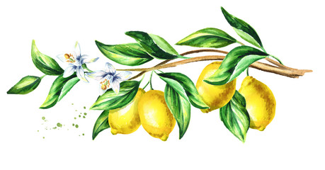 Lemon  branch with fruit and leaves.  Watercolor hand drawn horizontal illustration