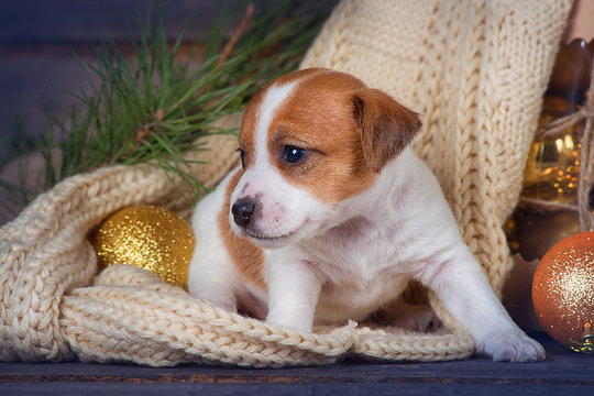 Puppy Jack Russell Terrier sits near Christmas decorations on wooden background