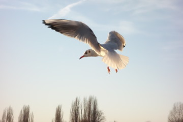 Gull flying close up 