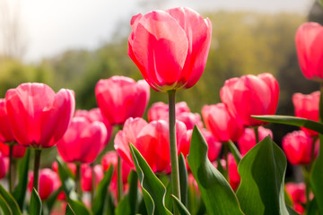 Obraz premium Group of red tulips in the park against blue sky. Spring blurred background best postcard